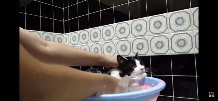 シャンプーされる猫