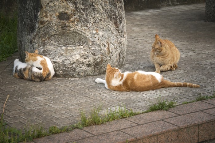 くつろぐ野良猫たち