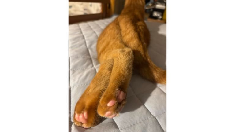 くつろぐ猫