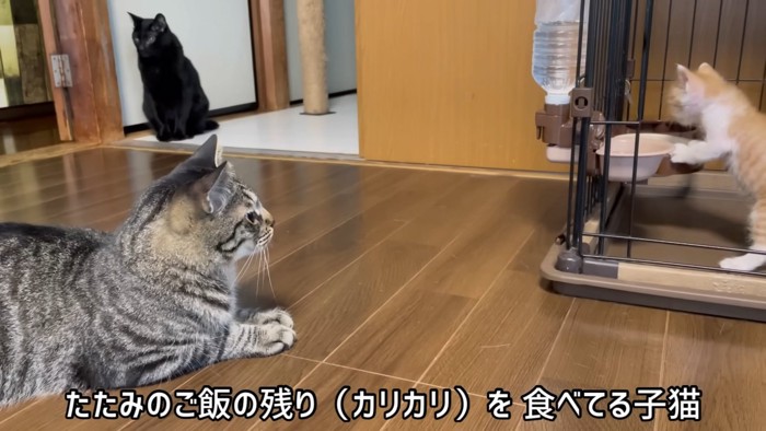 子猫を見るキジトラ猫