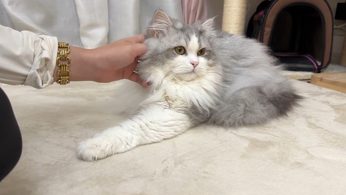 しろがね丸くん
