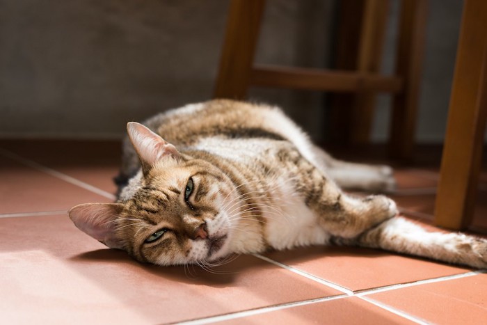 不機嫌そうな顔で寝転んでいる猫