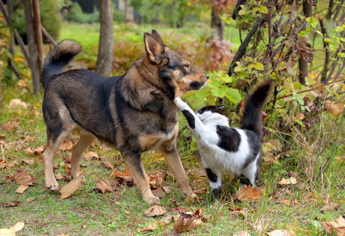 犬