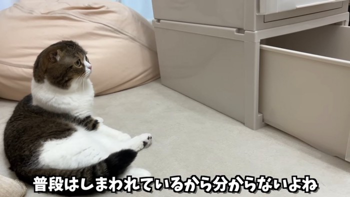 寝そべる猫