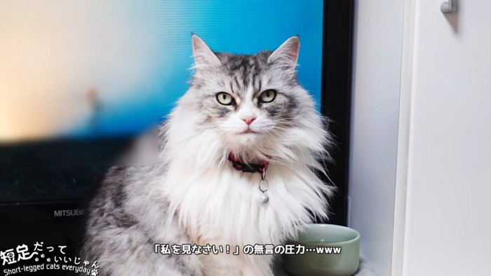 テレビの前に座る猫