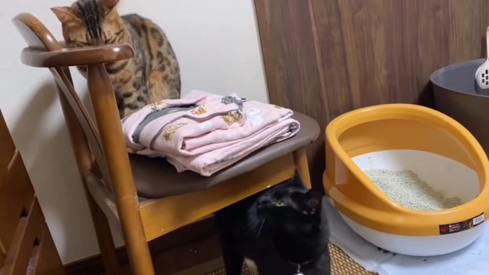 椅子の上の猫を見る黒猫