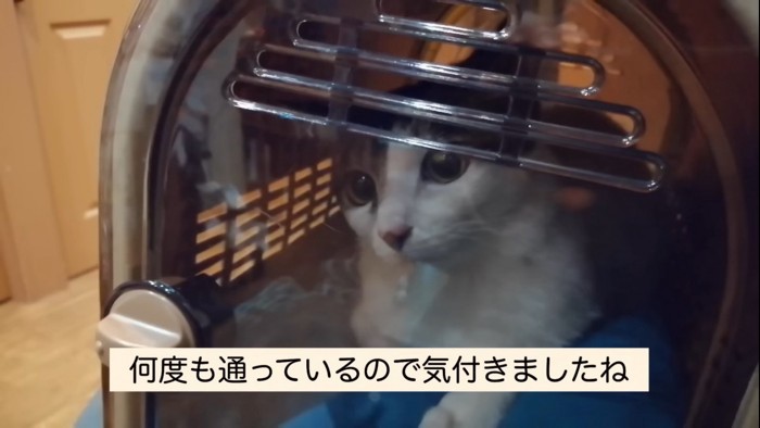 キャリーに入った猫