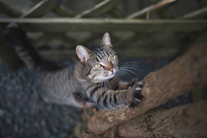 木に登る猫