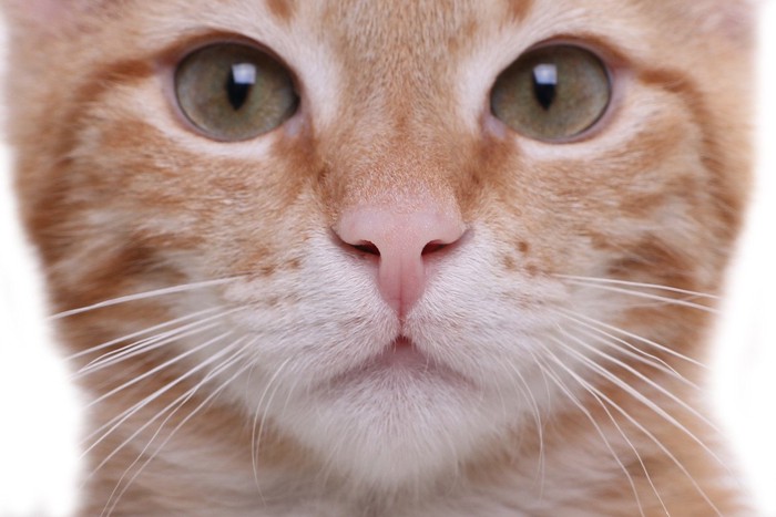 子猫のヒゲ