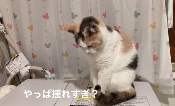 立ち上がるむぎちゃん