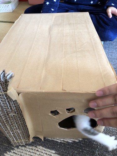 手を出す猫