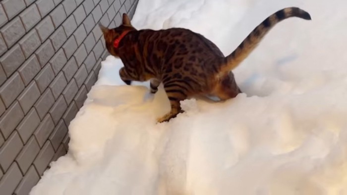 雪の上を歩く猫