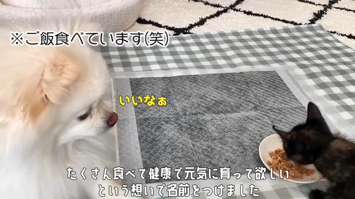 ごはんを食べる子猫と見ている犬