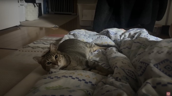 布団で眠る猫
