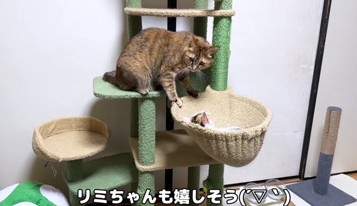 キャットタワーにいる成猫と子猫