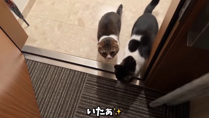 玄関にいる2匹の猫