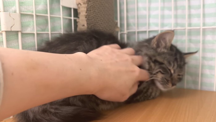 首元なでなで