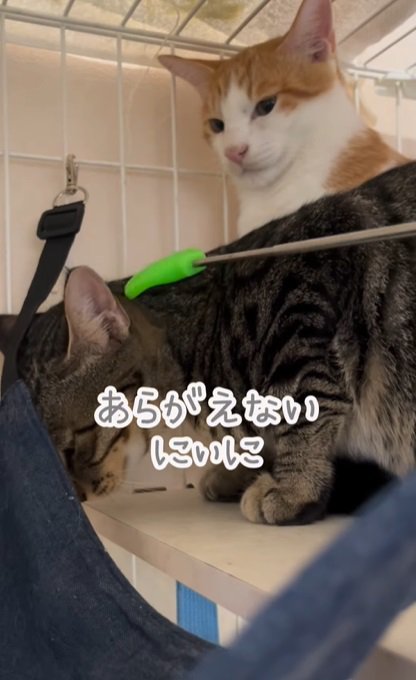 撫でられる子猫