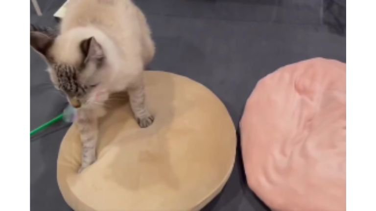 クッションの上を歩く猫