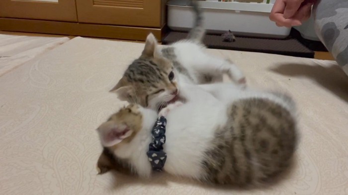 ニャンプロ