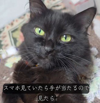 飼い主を見つめる黒猫