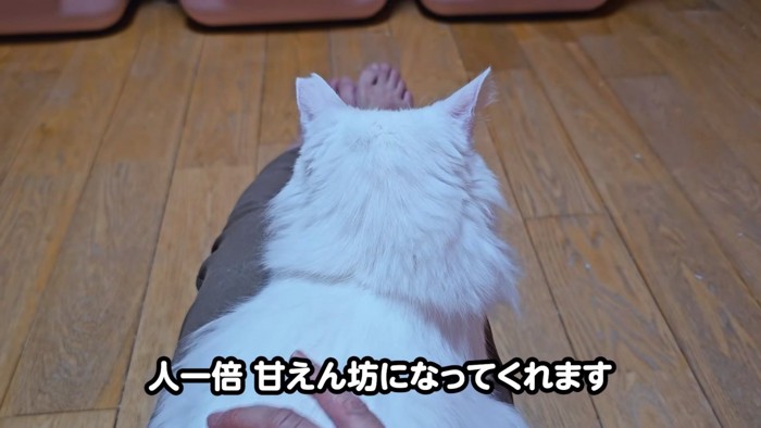 猫の後頭部