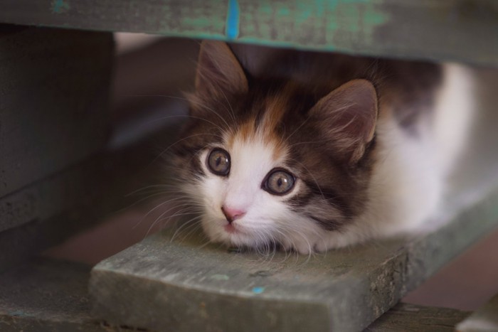 怖がって隙間に隠れる猫