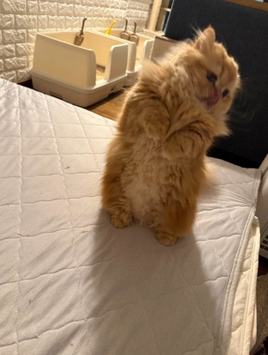 立ち上がり舌を出す猫