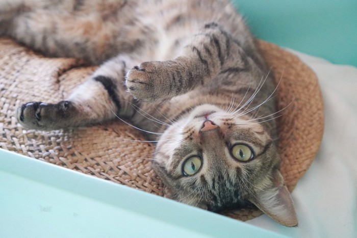 見つめる猫