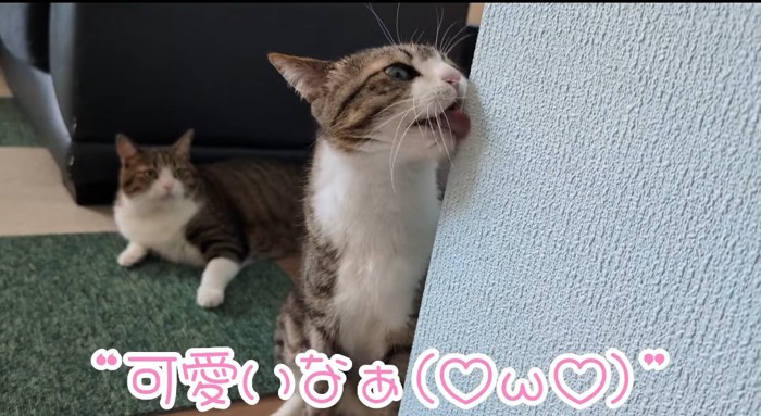 壁を舐める猫