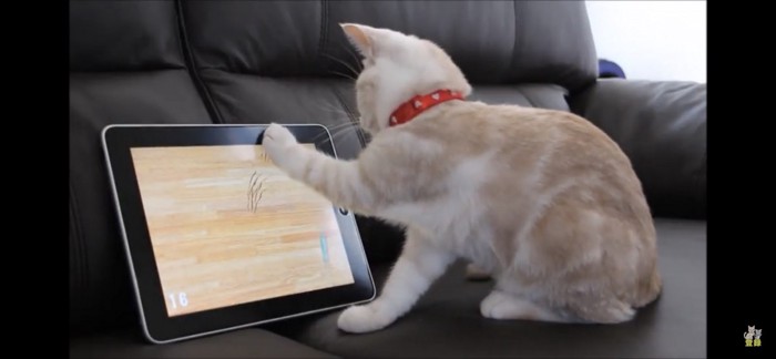 ipadに猫パンチする猫