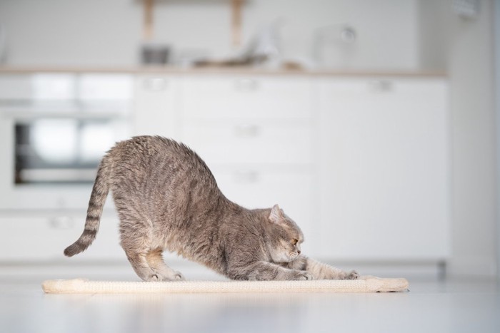 伸びをする猫