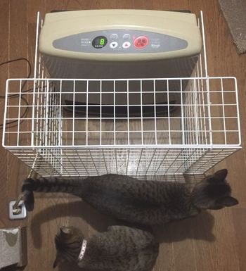 ストーブの前に猫たちがいる。（ストーブは奥に写っている）