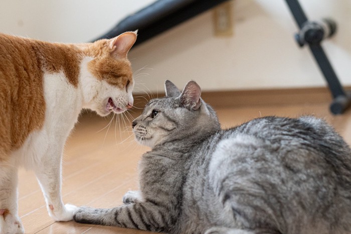 にらみ合う猫