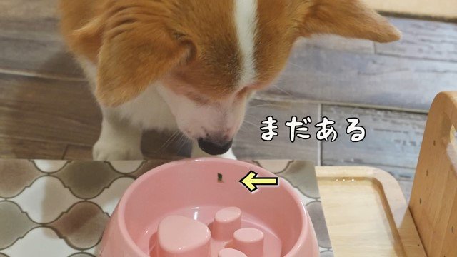 フードボウルの内側についた菜っ葉