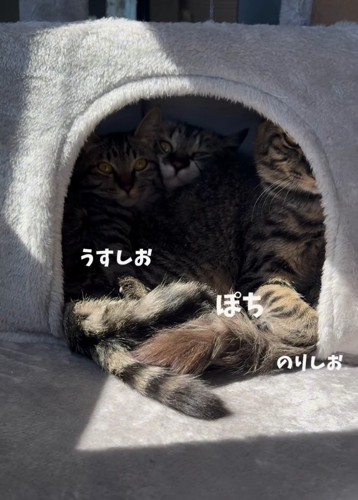 3匹の猫