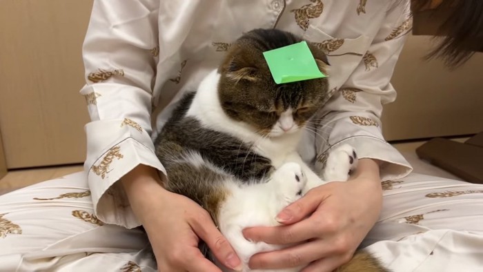 下を向く猫