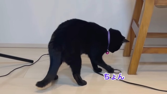 ヘアゴムを触る猫