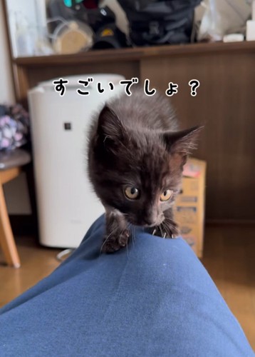 人の膝の上を歩く子猫