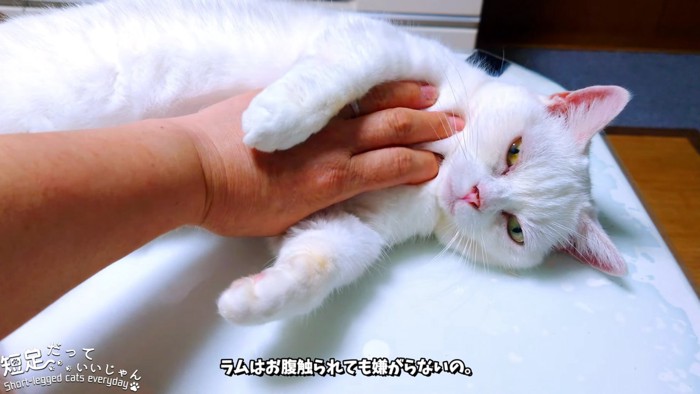 お腹をなでられる猫