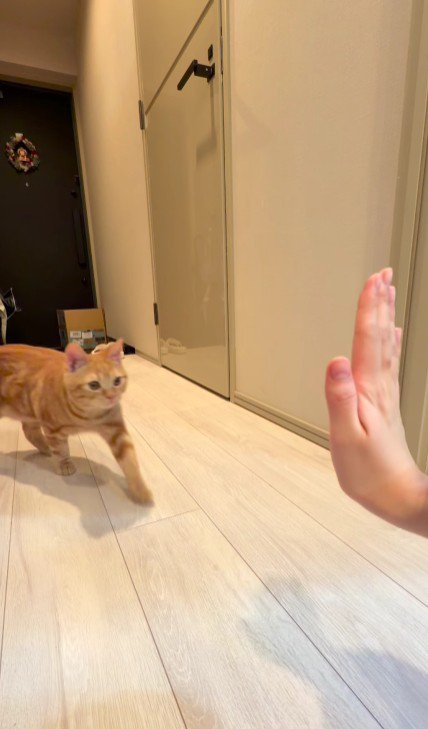 飼い主の手に近づく猫