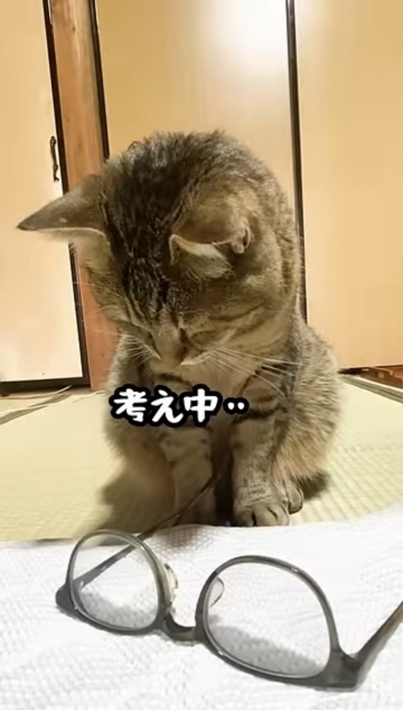 メガネをじっと見つめる猫