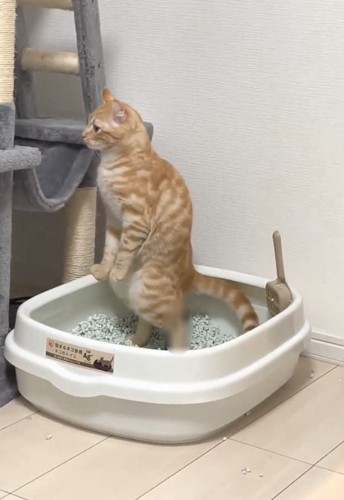 立っているむぎちゃん