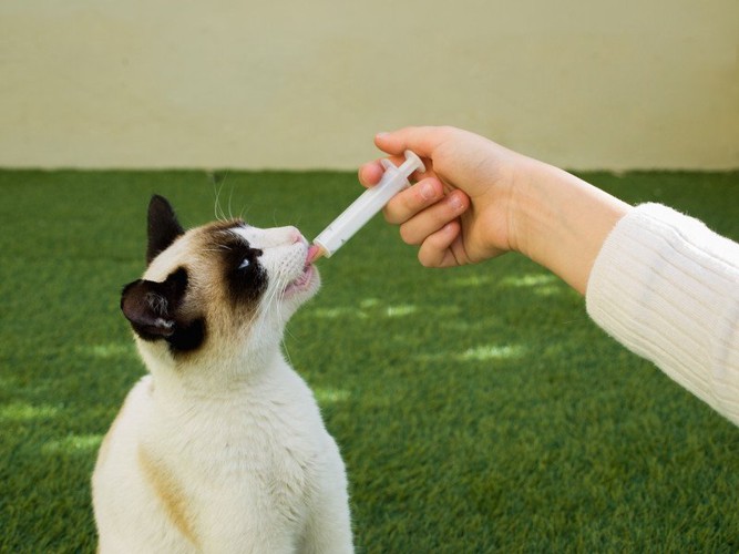薬を投与されるシャム猫