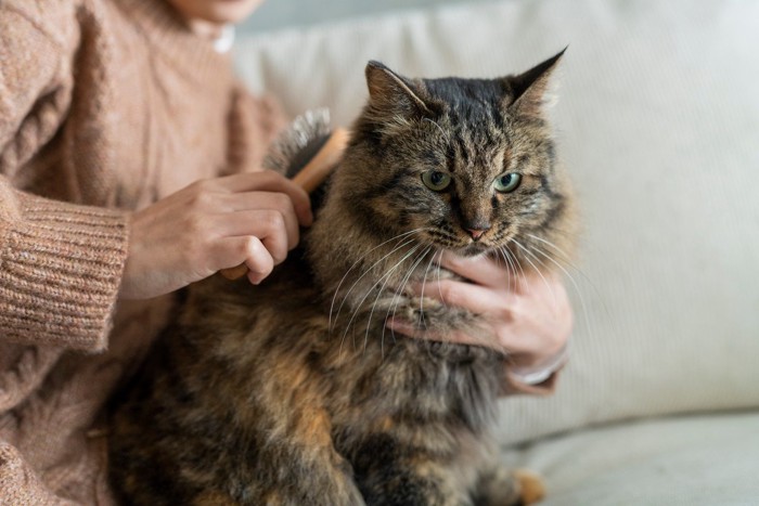 ブラッシングされるサビ猫