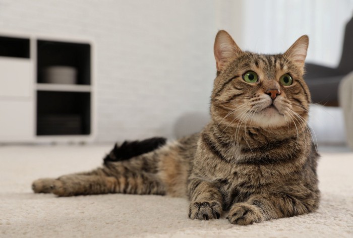 室内飼いのリラックスした猫