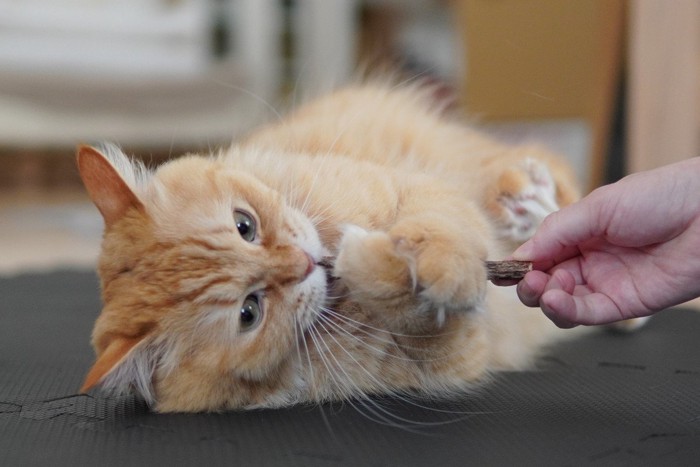 マタタビに興味津々な猫