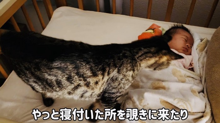 寝ている赤ちゃんの様子を伺うキジトラ猫