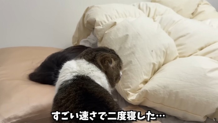 眠っている女性の横にいる猫