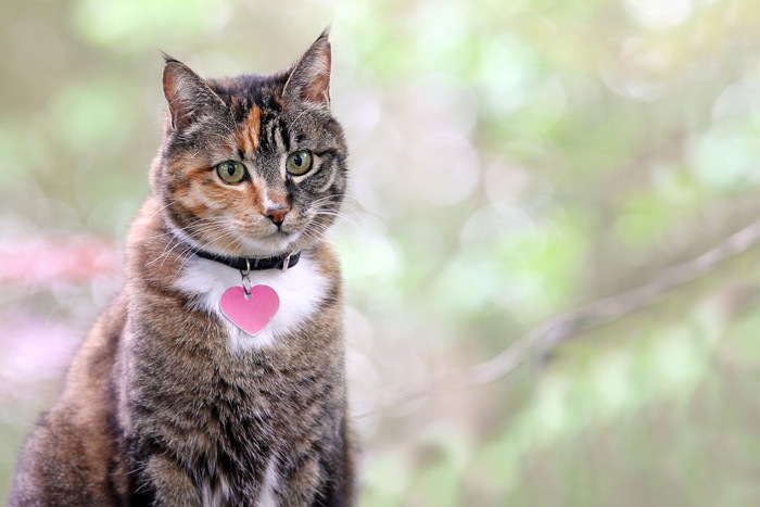 ハートの首輪をつけた猫